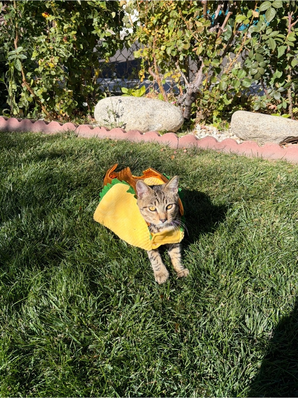 Fish Taco Pet Costume (Two)